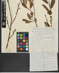 Foto von Salix repens L. x Salix viminalis L.
